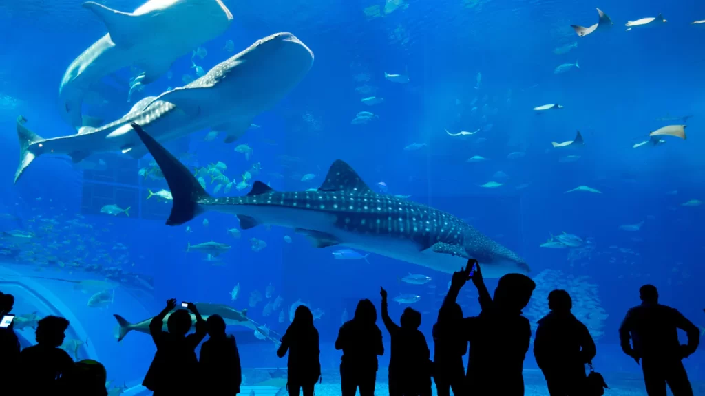 aquarium normandie 6573d6584a5f9